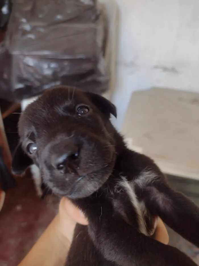 Cachorro ra a Misturado  idade Abaixo de 2 meses nome Jb