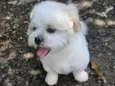 Floquinho
