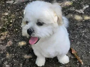 Cachorro raça Shitzu idade 4 anos nome Floquinho