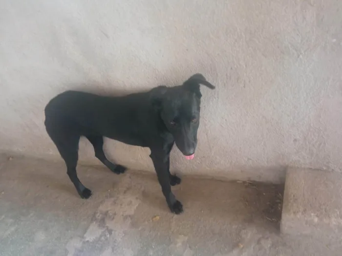 Cachorro ra a SRD-ViraLata idade 2 anos nome Lyra