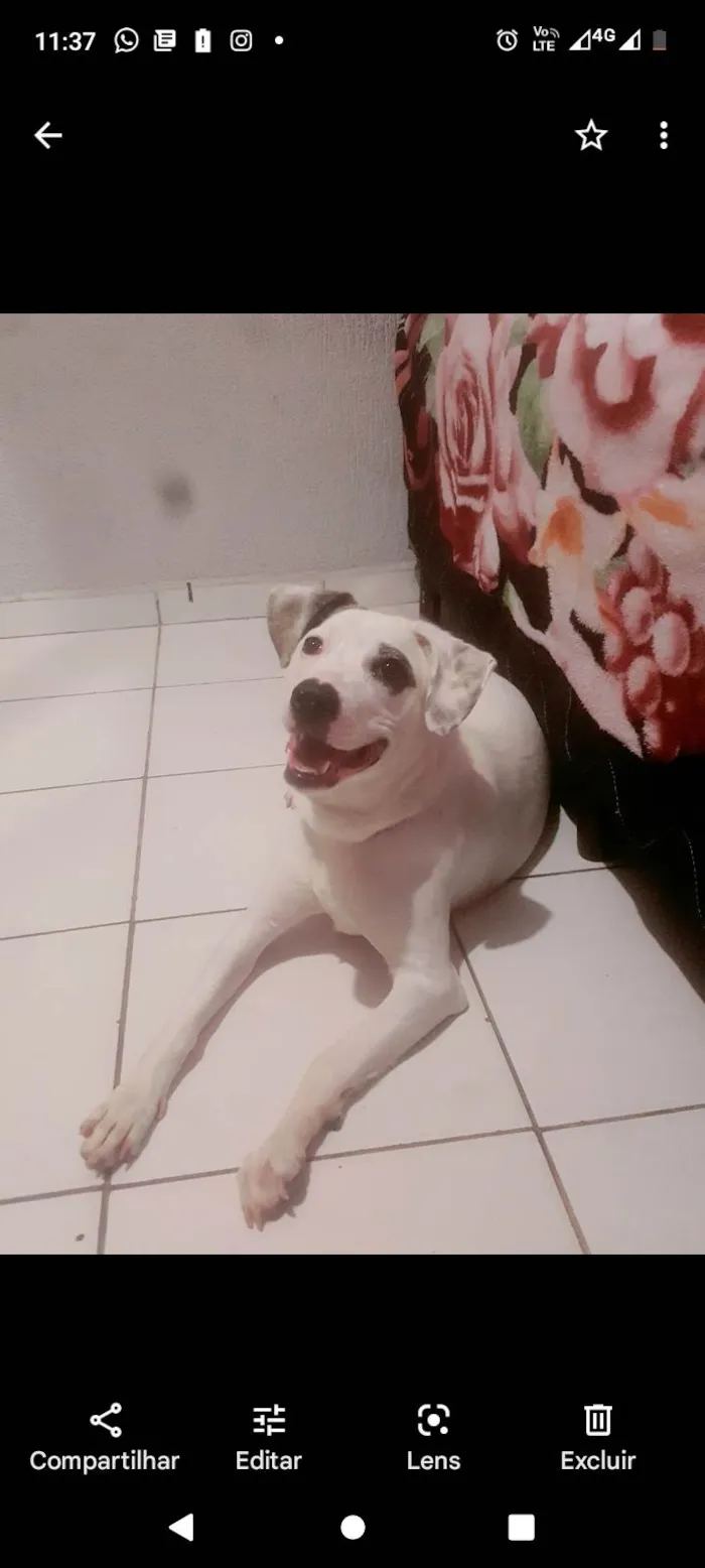 Cachorro ra a SRD-ViraLata idade 1 ano nome Lety