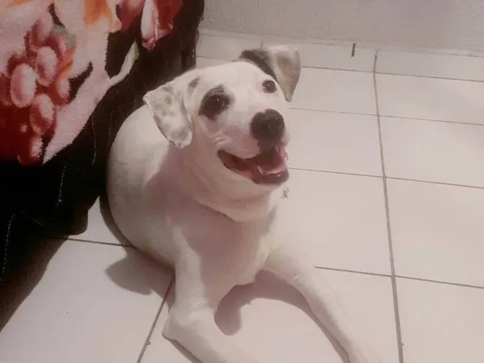 Cachorro ra a SRD-ViraLata idade 1 ano nome Lety