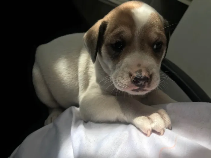 Cachorro ra a SRD-ViraLata idade Abaixo de 2 meses nome Sem nome 