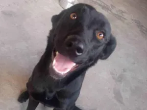 Cachorro raça SRD-ViraLata idade 2 anos nome Lyra