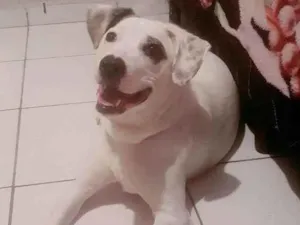 Cachorro raça SRD-ViraLata idade 1 ano nome Lety