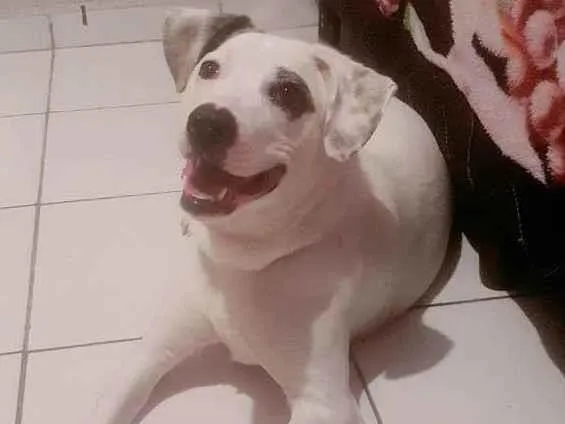 Cachorro ra a SRD-ViraLata idade 1 ano nome Lety