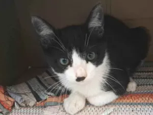 Gato raça Srd idade 2 a 6 meses nome Charlie