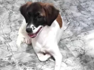 Cachorro raça SRD-ViraLata idade 1 ano nome estrela