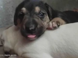 Cachorro raça SRD-ViraLata idade Abaixo de 2 meses nome Sem nome 