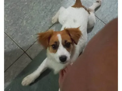 Cachorro raça SRD-ViraLata idade Abaixo de 2 meses nome Mila