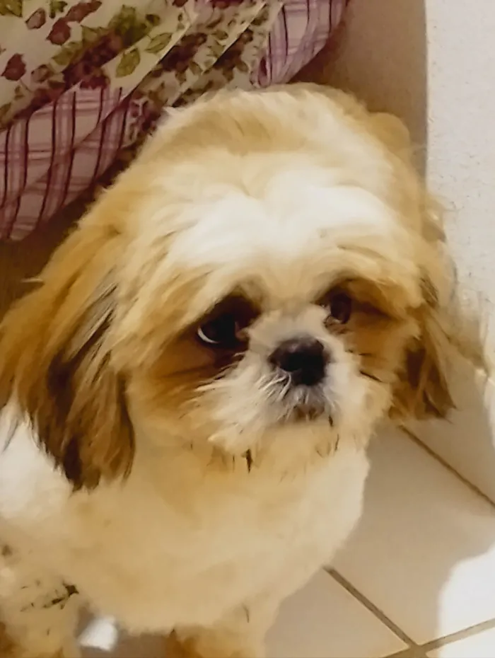 Cachorro raça Shitzu idade 7 a 11 meses nome Bill