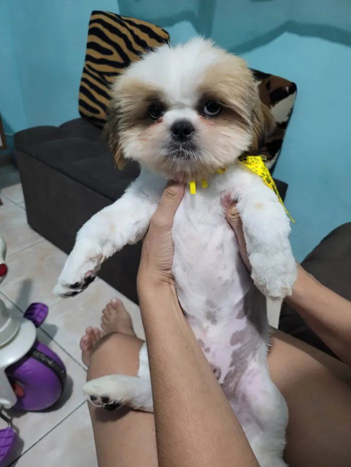 Cachorro raça Shitzu idade 7 a 11 meses nome Bill