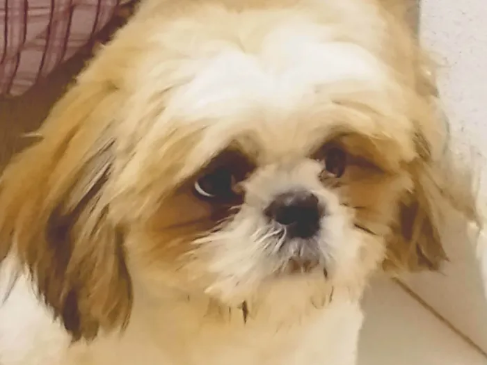 Cachorro raça Shitzu idade 7 a 11 meses nome Bill