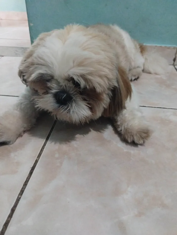 Cachorro raça Shitzu idade 7 a 11 meses nome Bill