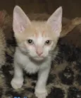 MINNIE