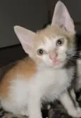 MINNIE