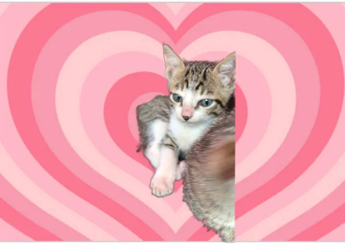 Gato raça SRD-ViraLata idade 2 a 6 meses nome Milk bb2meses lindoooo