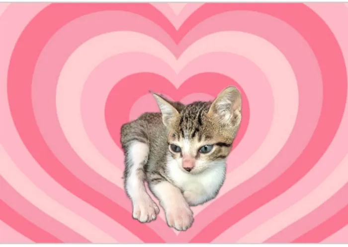 Gato raça SRD-ViraLata idade 2 a 6 meses nome Milk bb2meses lindoooo