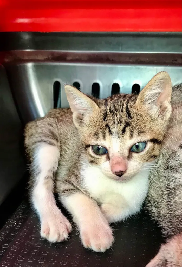 Milk bb2meses lindoooo