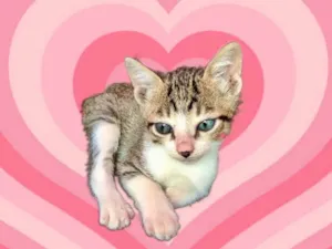 Gato raça SRD-ViraLata idade 2 a 6 meses nome Milk bb2meses lindoooo