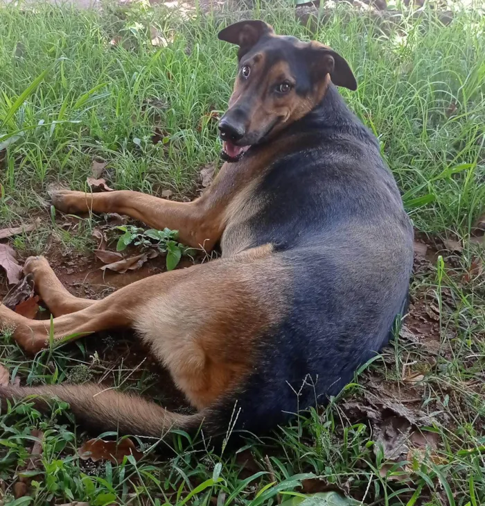 Cachorro ra a SRD-ViraLata idade 2 anos nome Rambo