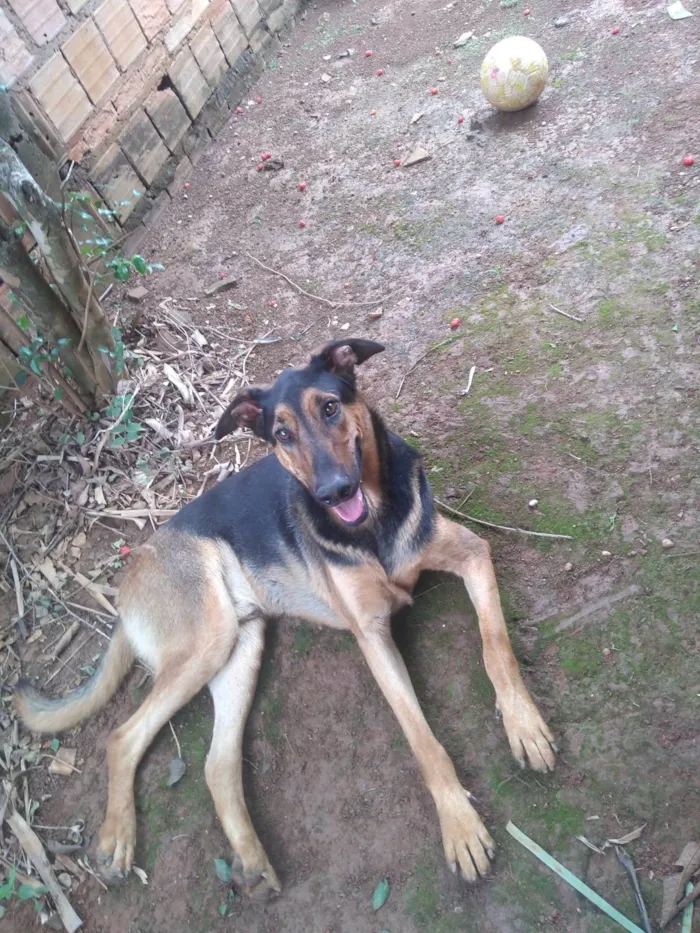 Cachorro ra a SRD-ViraLata idade 2 anos nome Rambo