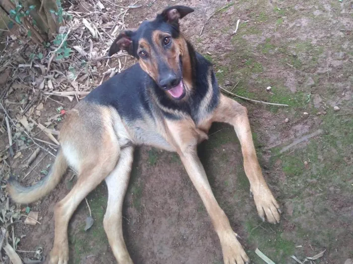 Cachorro ra a SRD-ViraLata idade 2 anos nome Rambo
