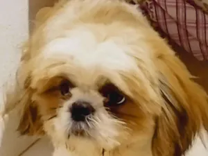 Cachorro raça Shitzu idade 7 a 11 meses nome Bill