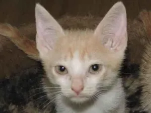 Gato raça SRD-ViraLata idade 2 a 6 meses nome MINNIE