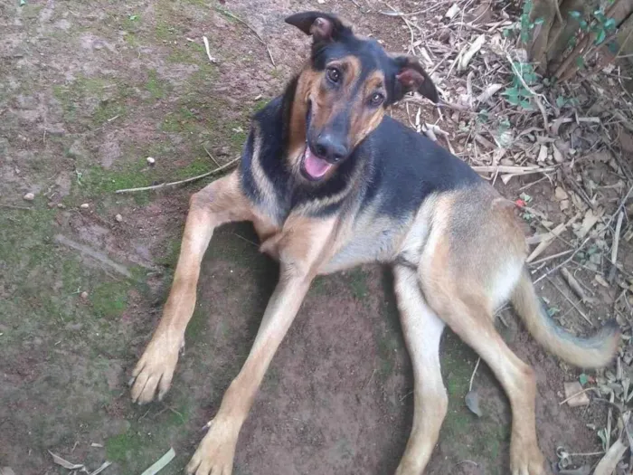 Cachorro ra a SRD-ViraLata idade 2 anos nome Rambo
