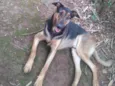 Rambo