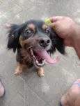 Polly 