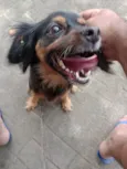 Polly 