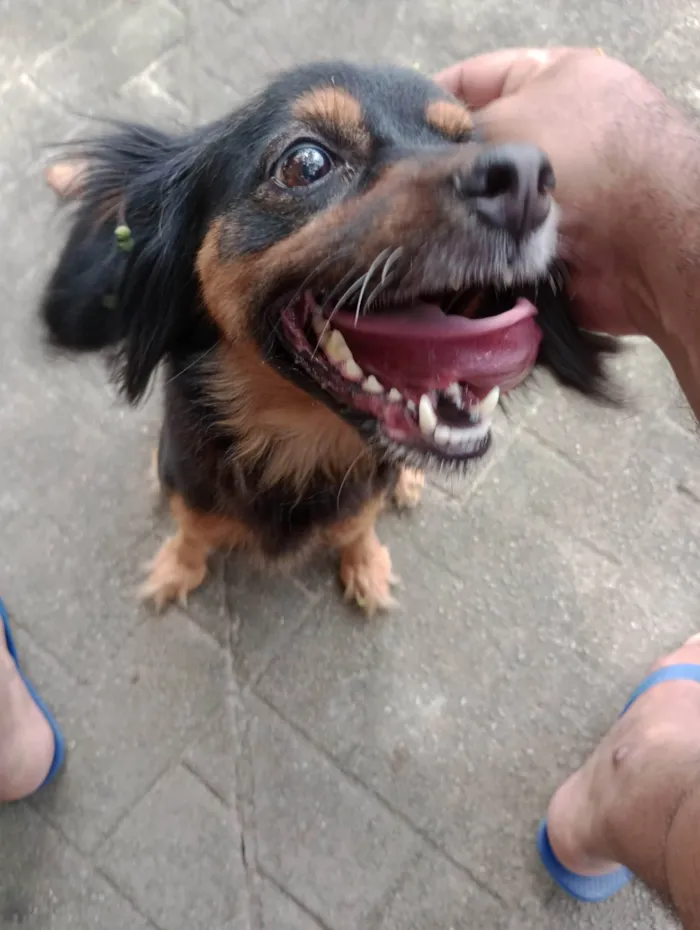 Cachorro raça  idade 6 ou mais anos nome Polly 