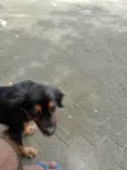 Polly 