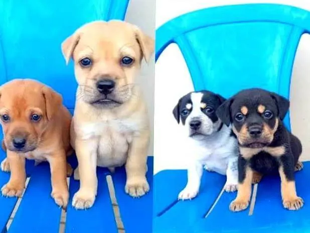 Cachorro ra a Ñ sei  idade Abaixo de 2 meses nome Não tem nome ainda filhotes