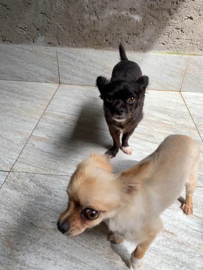 Cachorro ra a Chiuaua idade 4 anos nome Bilu e teteia 