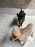 Bilu e teteia