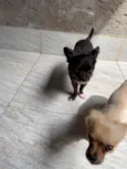 Bilu e teteia 