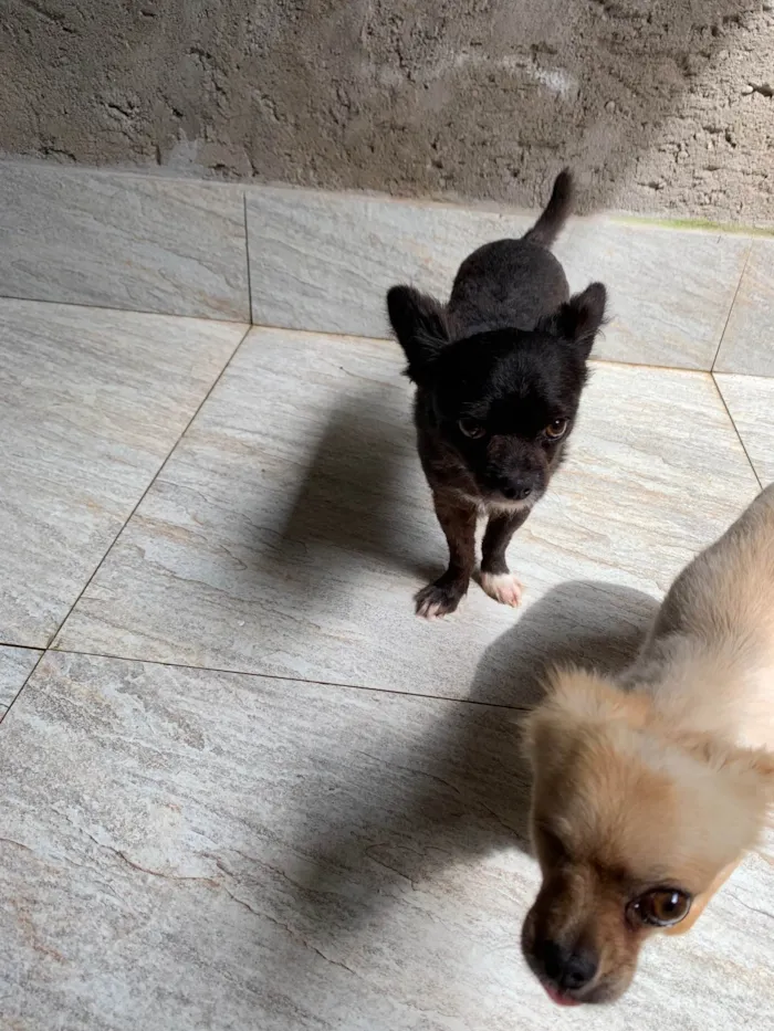 Cachorro ra a Chiuaua idade 4 anos nome Bilu e teteia 