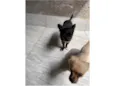 Bilu e teteia 