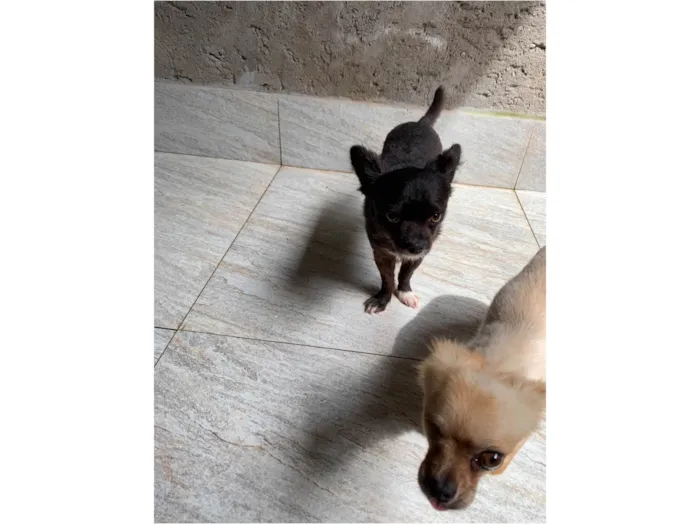 Cachorro ra a Chiuaua idade 4 anos nome Bilu e teteia 