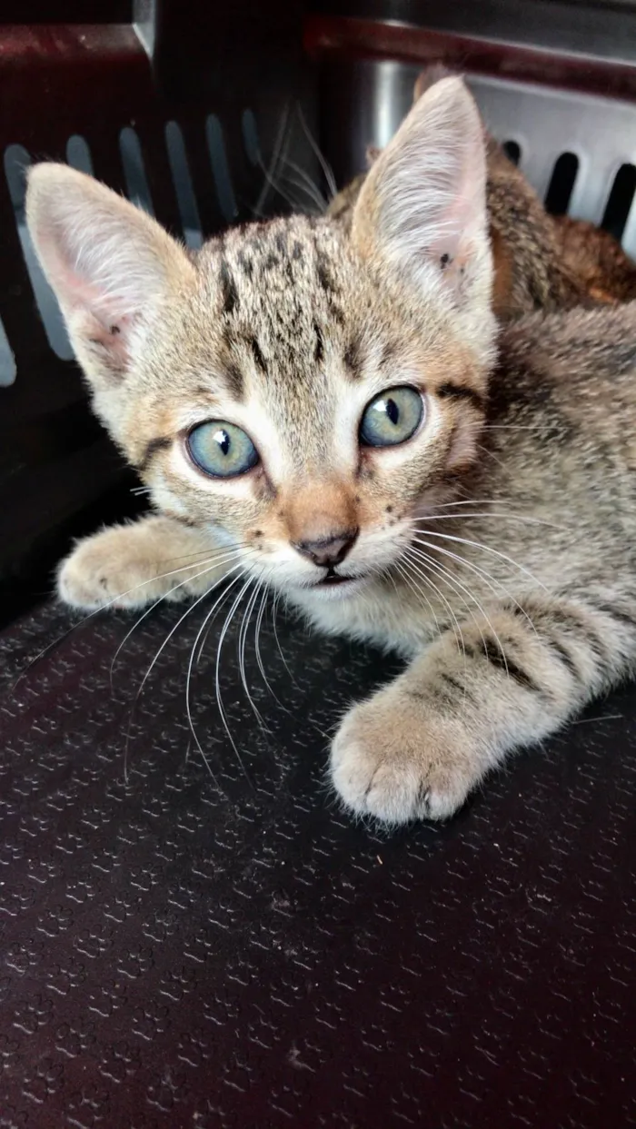 Chilli bb2meses lindoooo