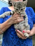 Gato raça SRD-ViraLata idade 2 a 6 meses nome Chilli bb2meses lindoooo
