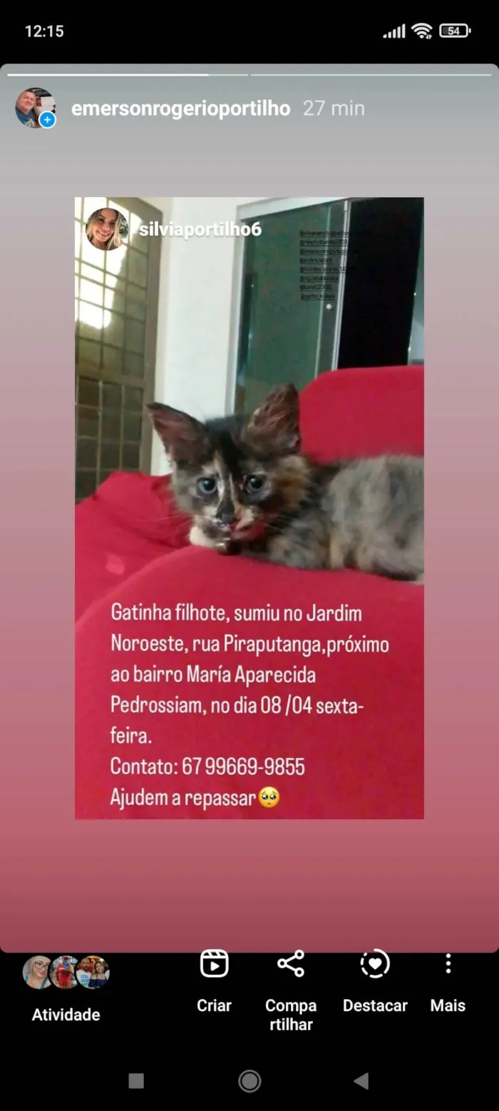 Gato ra a Sem idade 2 a 6 meses nome GRATIFICA - Sim