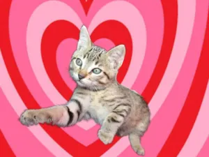 Gato raça SRD-ViraLata idade 2 a 6 meses nome Chilli bb2meses lindoooo
