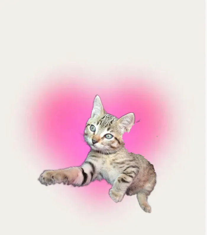 Gato raça SRD-ViraLata idade 2 a 6 meses nome Chilli bb2meses lindoooo