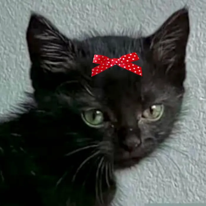 Gato ra a Mestica  idade 2 a 6 meses nome Pietra 