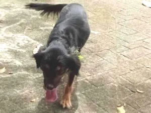 Cachorro raça  idade 6 ou mais anos nome Polly 