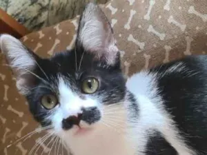 Gato raça Srd idade 2 a 6 meses nome Bebezinhos